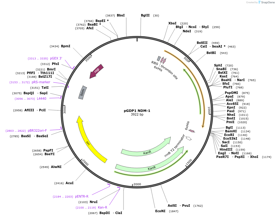 112883-plasmid-map-sequence-id-219864