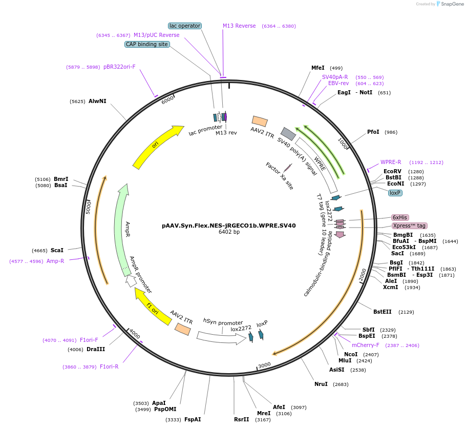100856-plasmid-map-sequence-id-219869