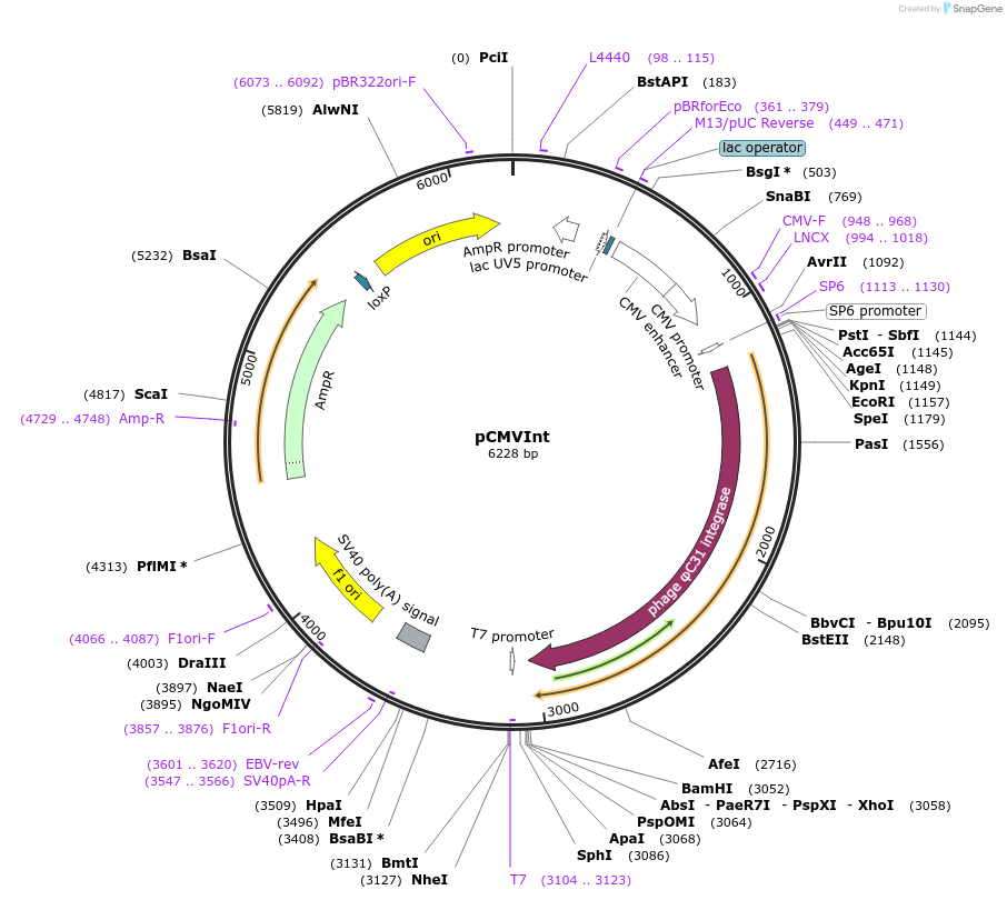 18935-plasmid-map-sequence-id-219880
