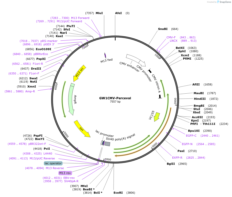21737-plasmid-map-sequence-id-219888