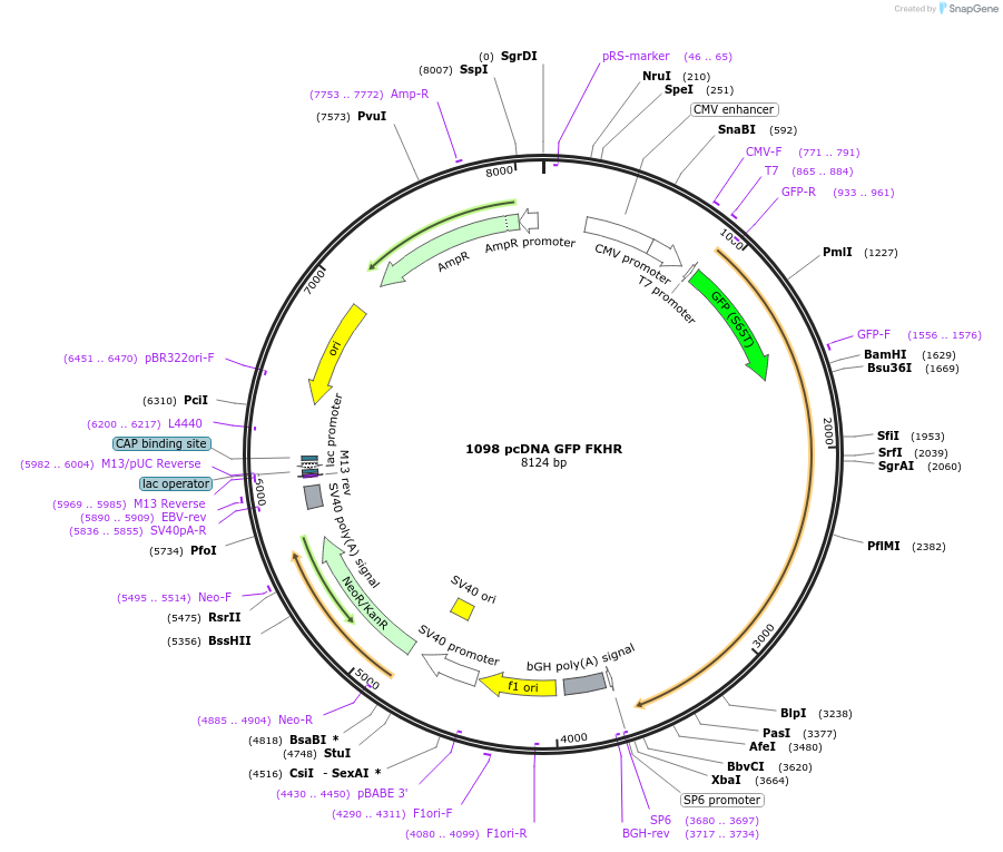 9022-plasmid-map-sequence-id-219890