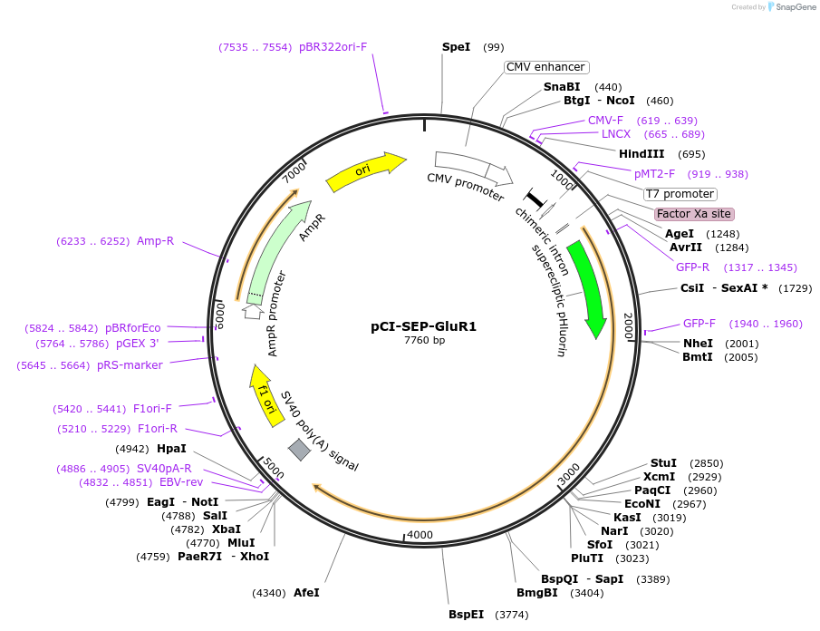 24000-plasmid-map-sequence-id-219893