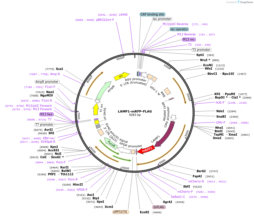 34611-plasmid-map-sequence-id-219897