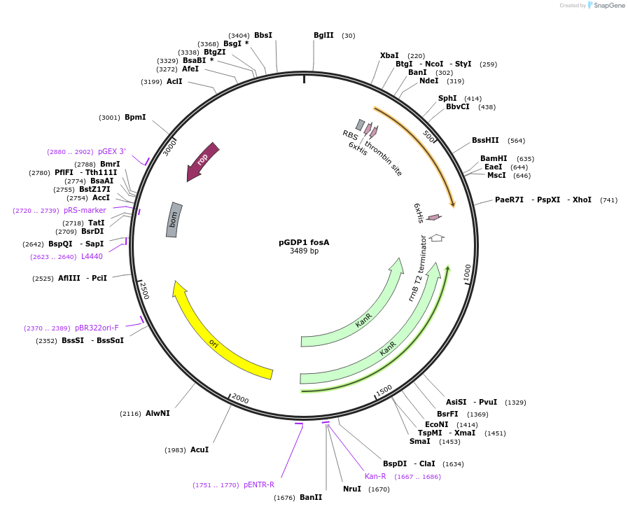 112889-plasmid-map-sequence-id-219899