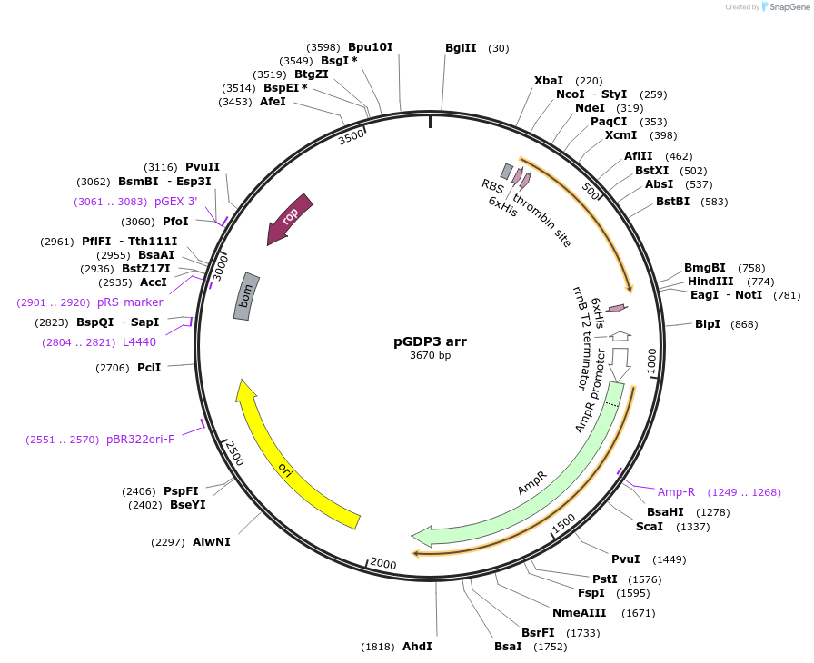 112890-plasmid-map-sequence-id-219900