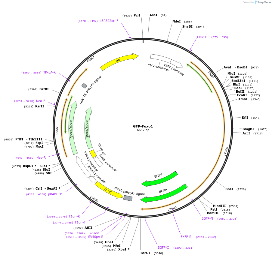 17551-plasmid-map-sequence-id-219902