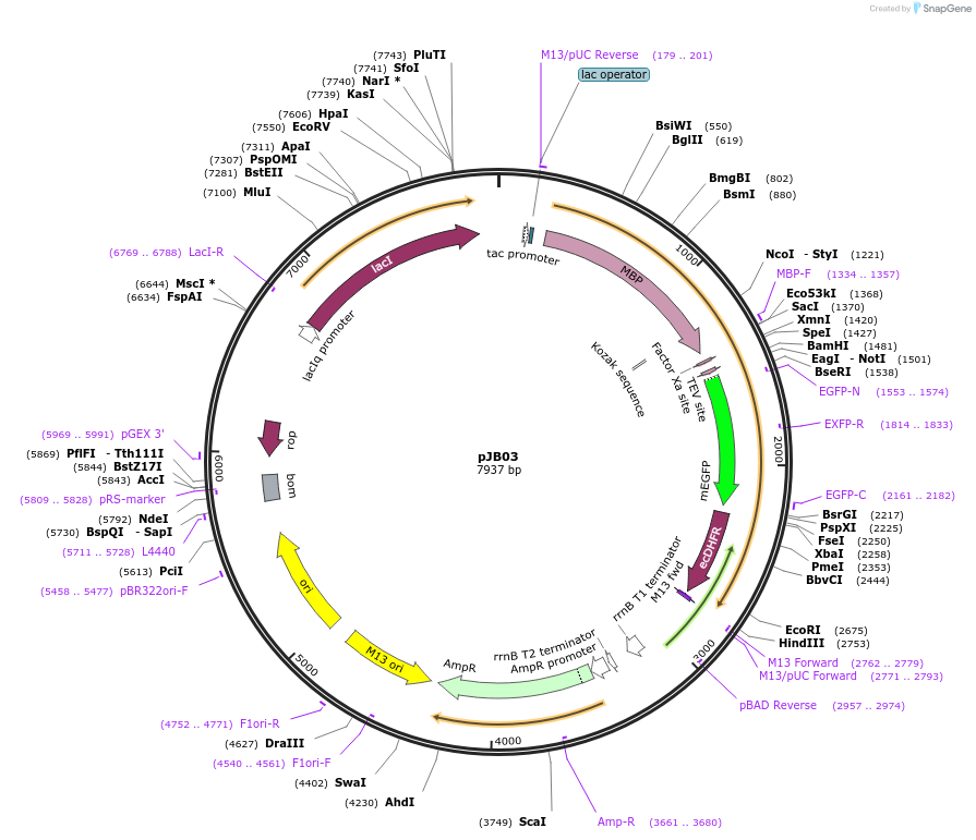 111961-plasmid-map-sequence-id-219904