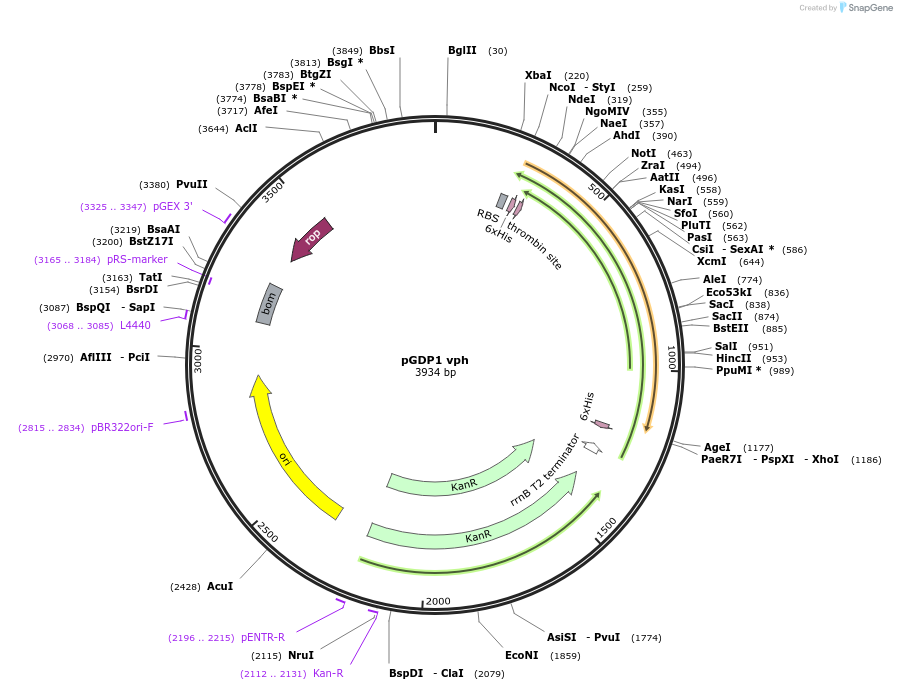 112893-plasmid-map-sequence-id-219905