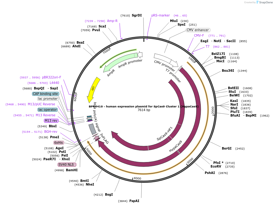 101178-plasmid-map-sequence-id-219907