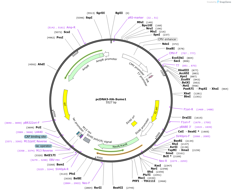 21154-plasmid-map-sequence-id-219909
