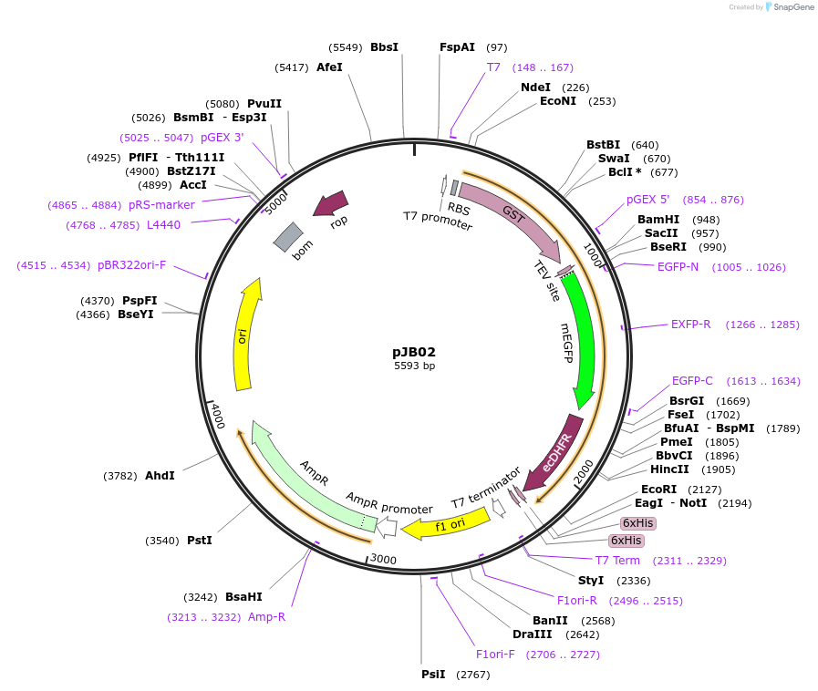 111959-plasmid-map-sequence-id-219913