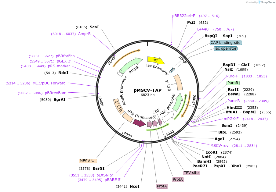 12570-plasmid-map-sequence-id-219919