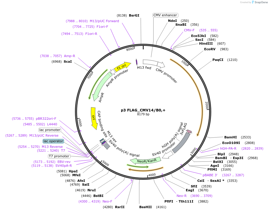 112798-plasmid-map-sequence-id-219921