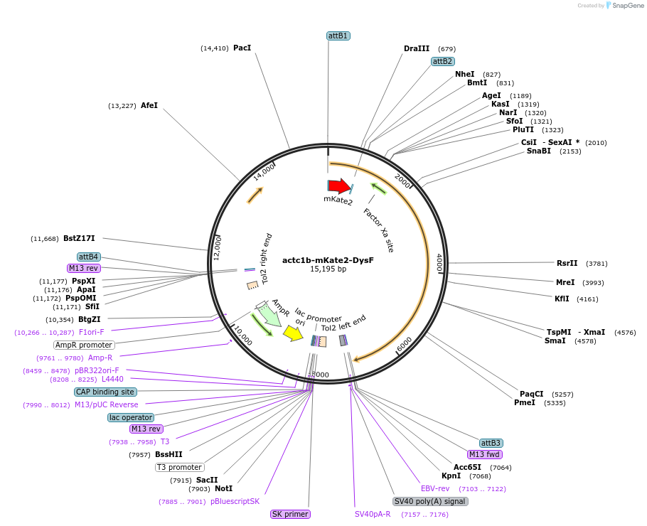 109492-plasmid-map-sequence-id-219924