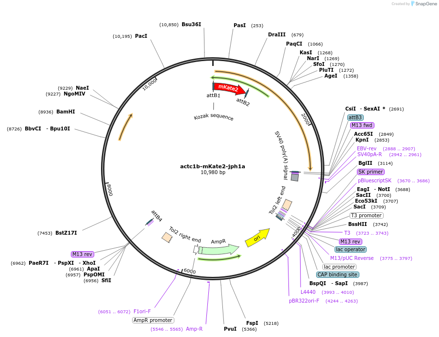 109497-plasmid-map-sequence-id-219946