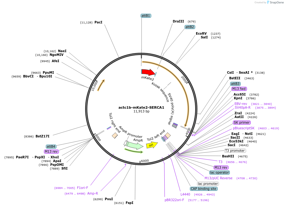 109498-plasmid-map-sequence-id-219950