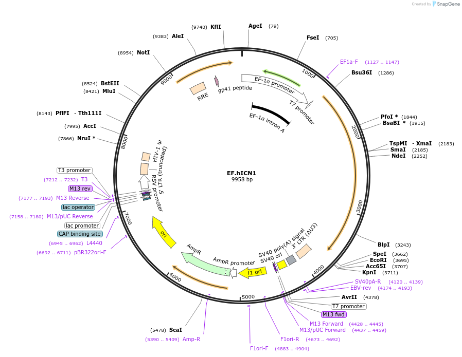 113715-plasmid-map-sequence-id-219969
