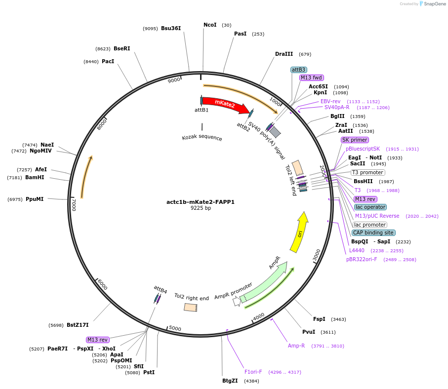 109503-plasmid-map-sequence-id-219989