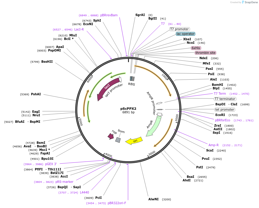112877-plasmid-map-sequence-id-219996