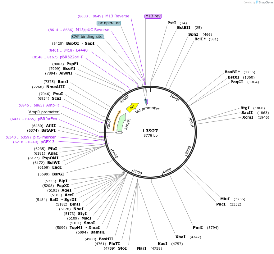 1610-plasmid-map-sequence-id-220