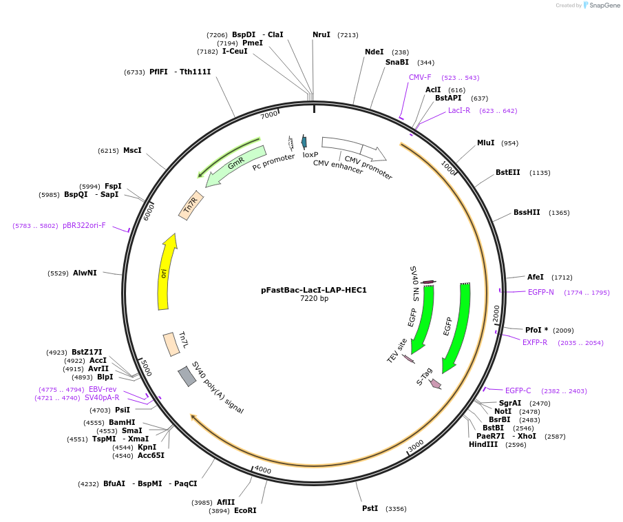 114033-plasmid-map-sequence-id-220005