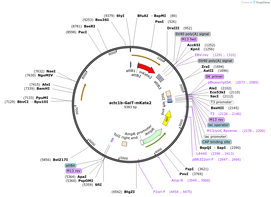 109506-plasmid-map-sequence-id-220008