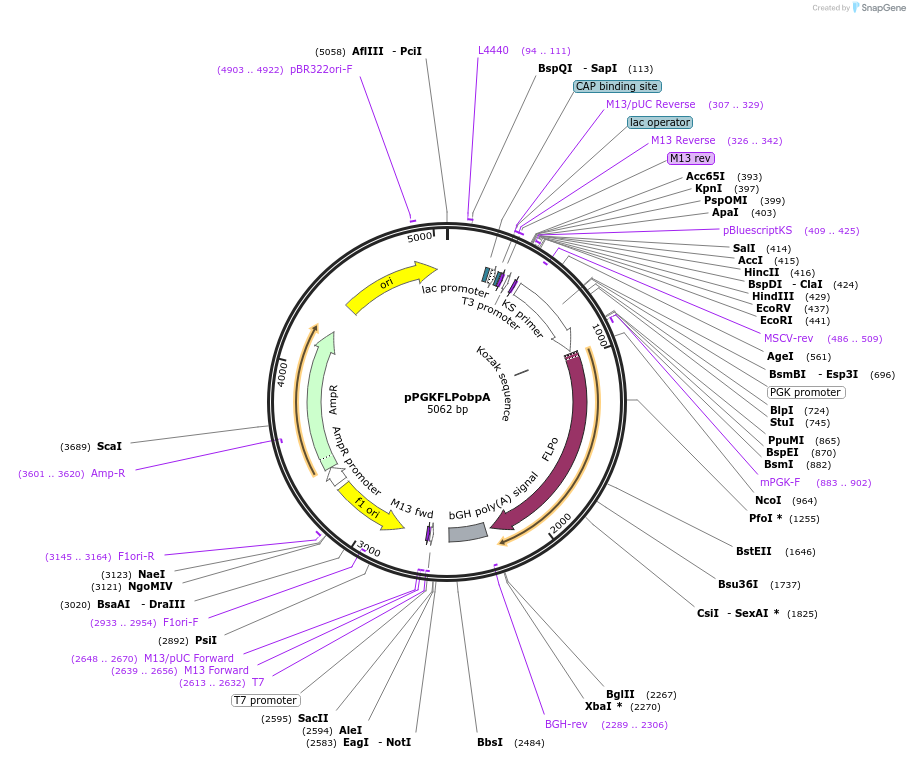 13793-plasmid-map-sequence-id-220037