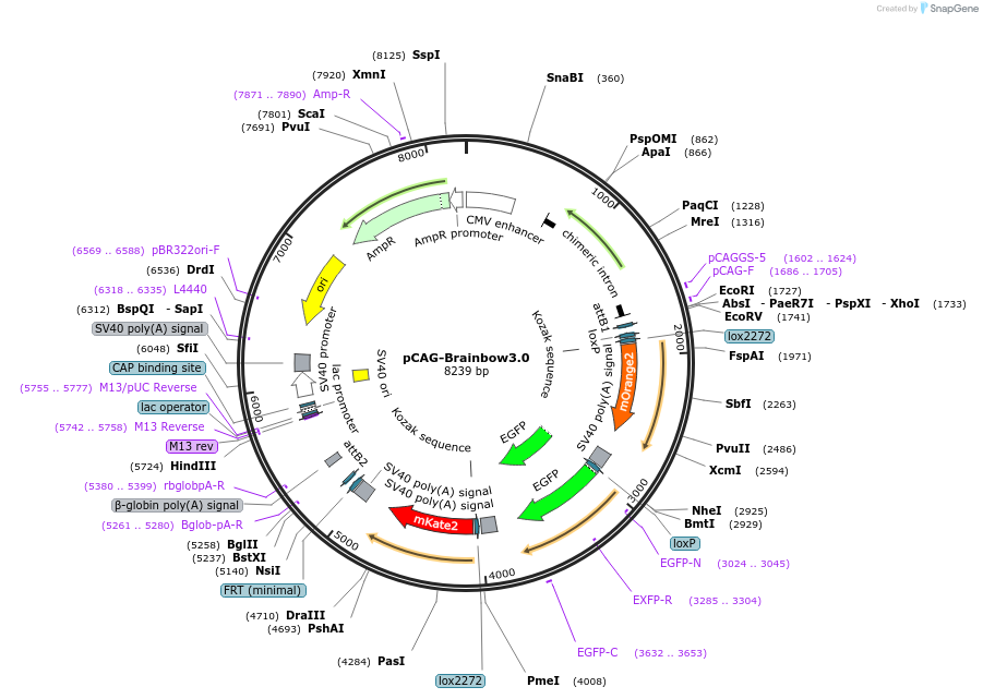 45176-plasmid-map-sequence-id-220038
