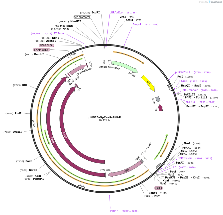 113717-plasmid-map-sequence-id-220040