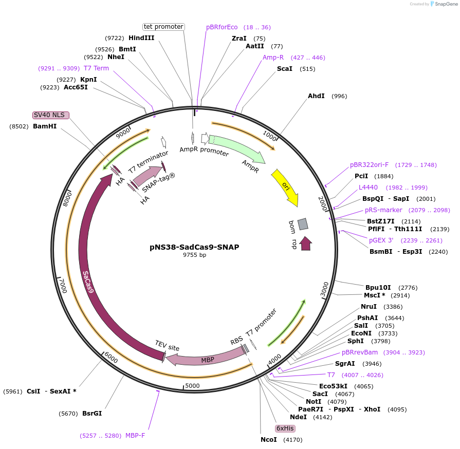 113718-plasmid-map-sequence-id-220044