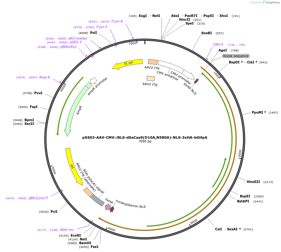 61594-plasmid-map-sequence-id-220057