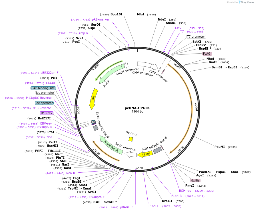 1026-plasmid-map-sequence-id-220058