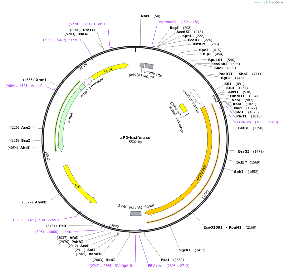 8858-plasmid-map-sequence-id-220060