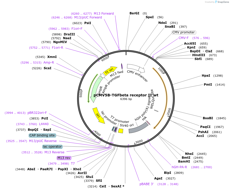 11766-plasmid-map-sequence-id-220062