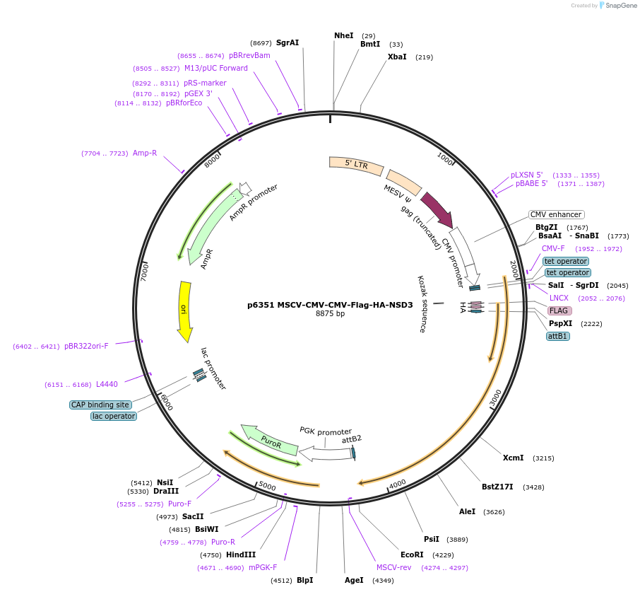 31357-plasmid-map-sequence-id-220063
