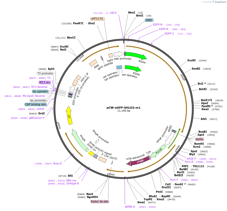 114120-plasmid-map-sequence-id-220066