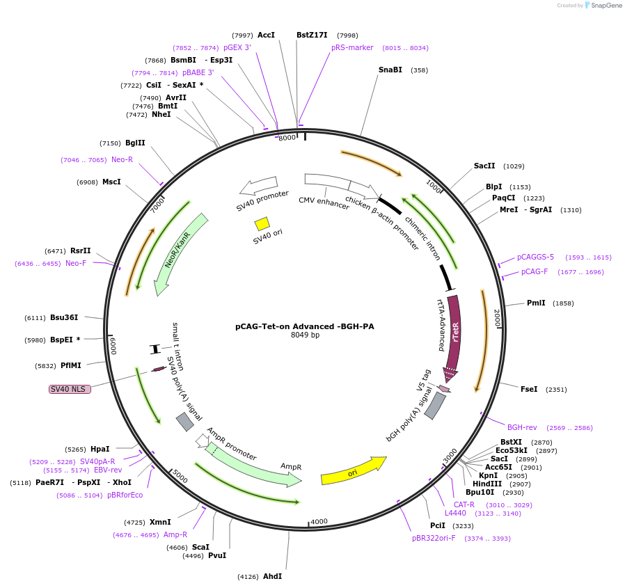 114379-plasmid-map-sequence-id-220070