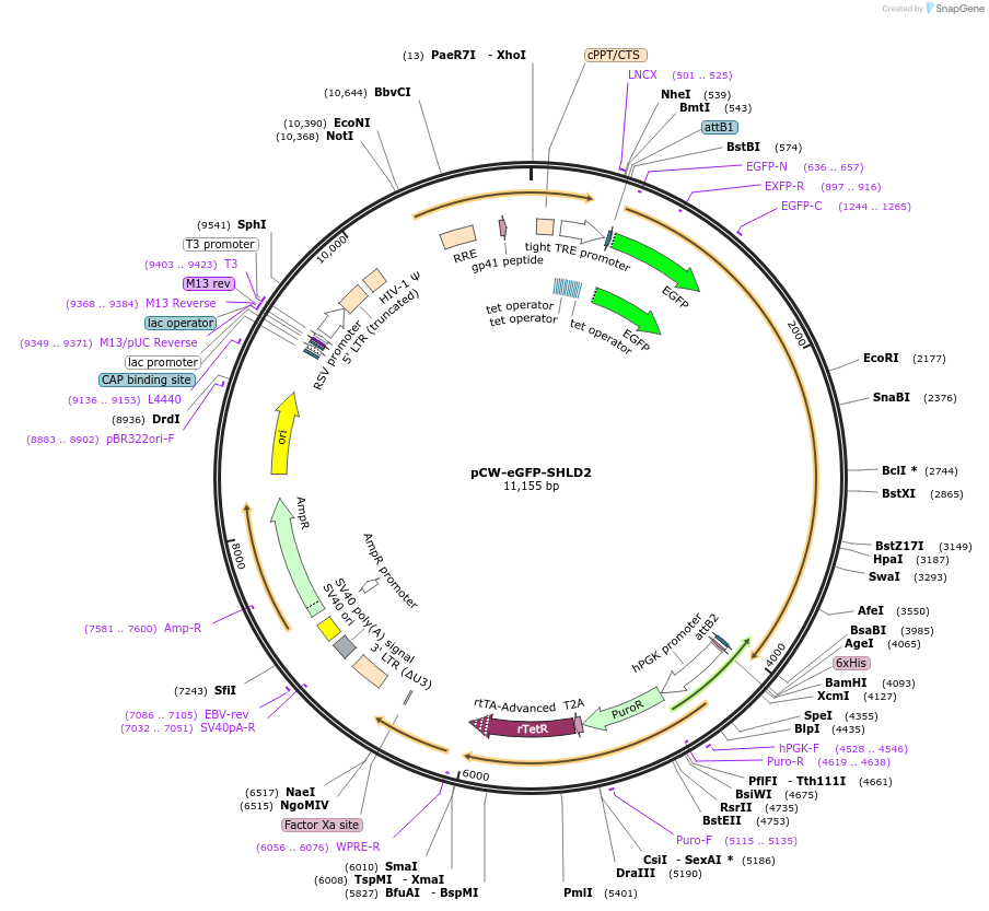 114119-plasmid-map-sequence-id-220072