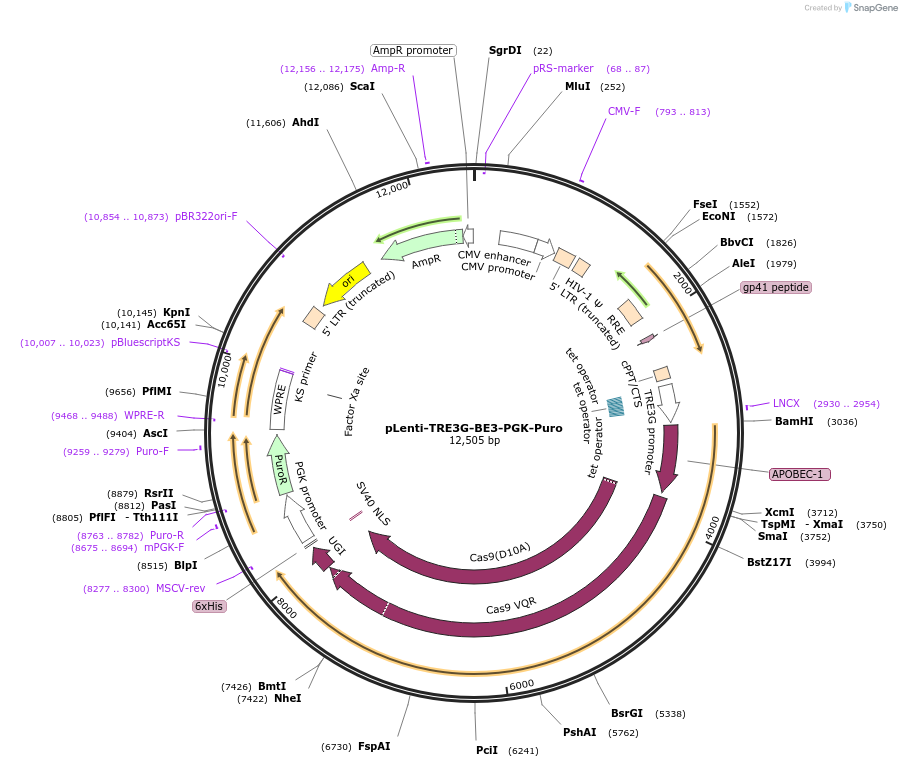 110845-plasmid-map-sequence-id-220075