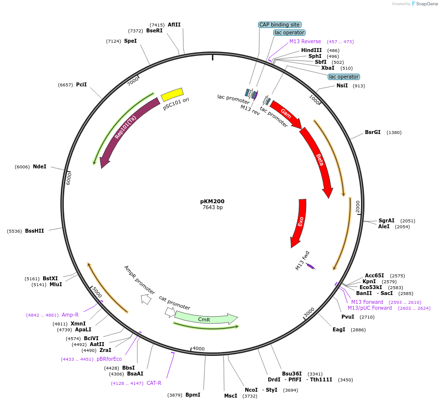 13079-plasmid-map-sequence-id-220076
