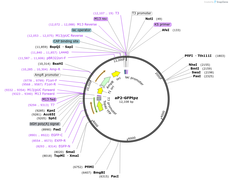 114211-plasmid-map-sequence-id-220086