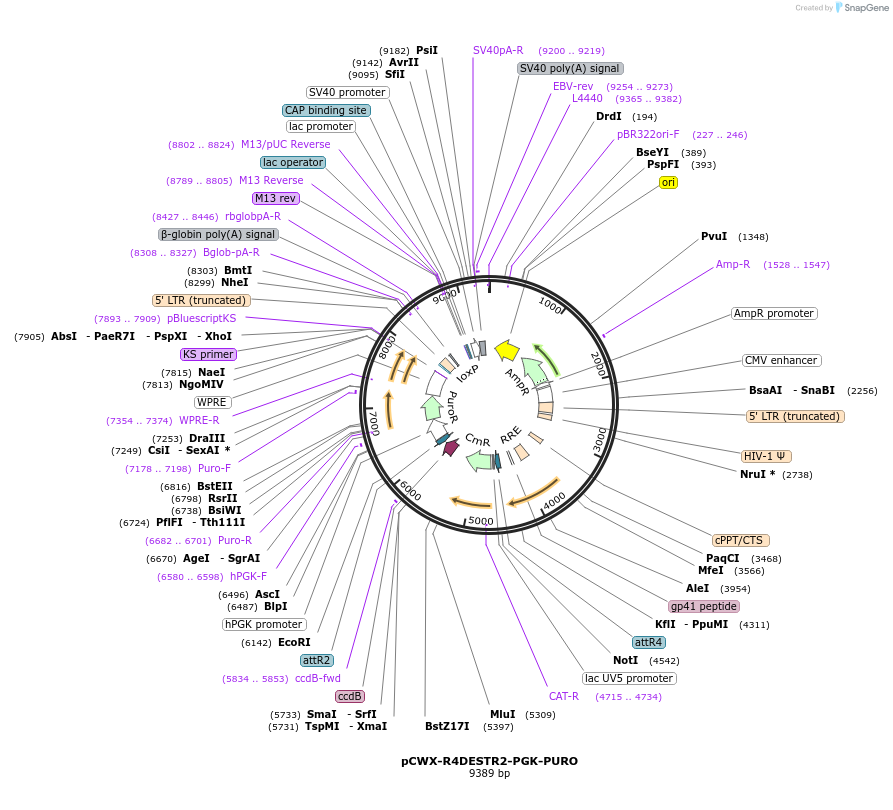 114319-plasmid-map-sequence-id-220088