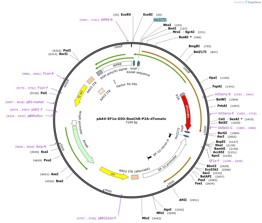 114368-plasmid-map-sequence-id-220097