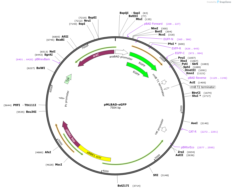 112918-plasmid-map-sequence-id-220098