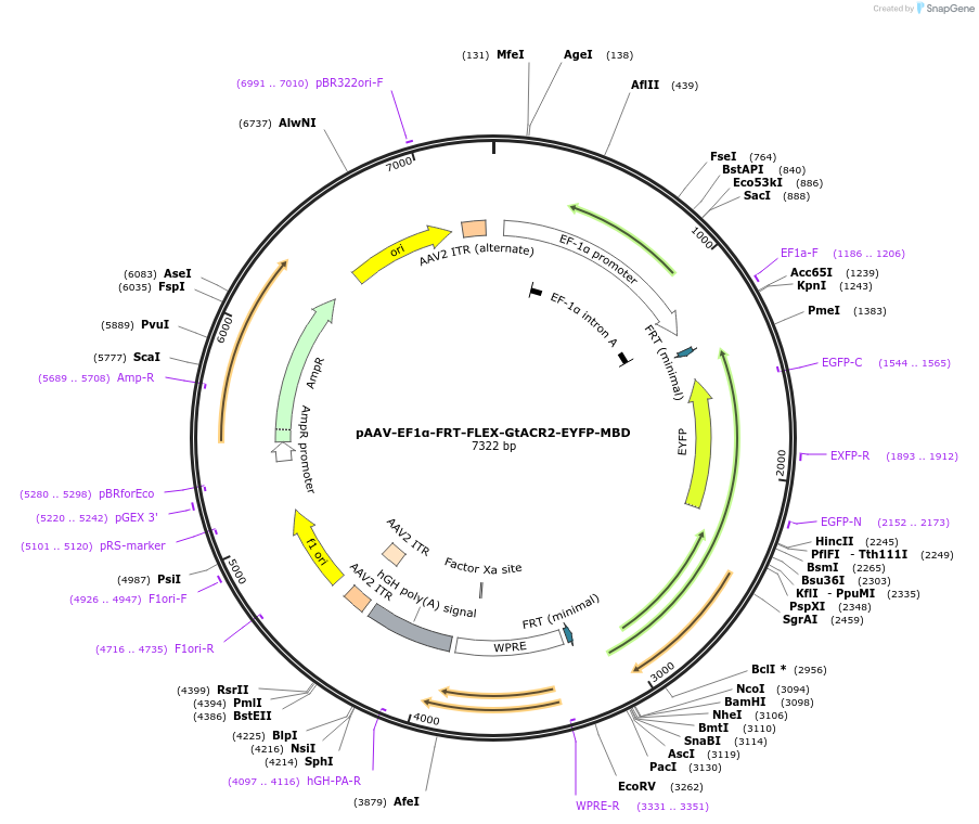 114371-plasmid-map-sequence-id-220110