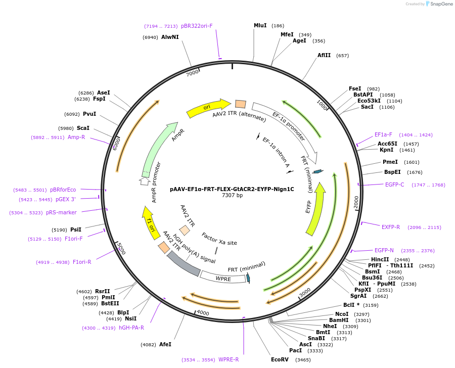 114372-plasmid-map-sequence-id-220113