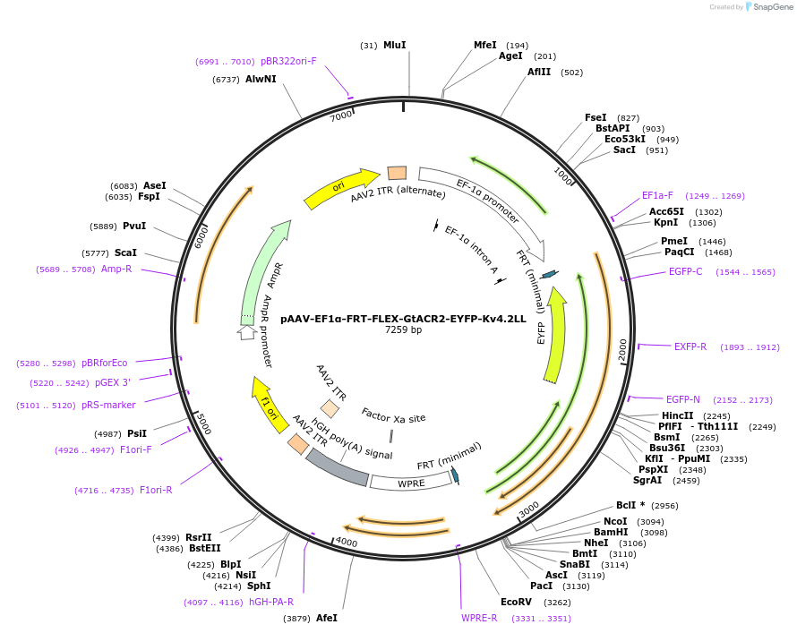 114373-plasmid-map-sequence-id-220115