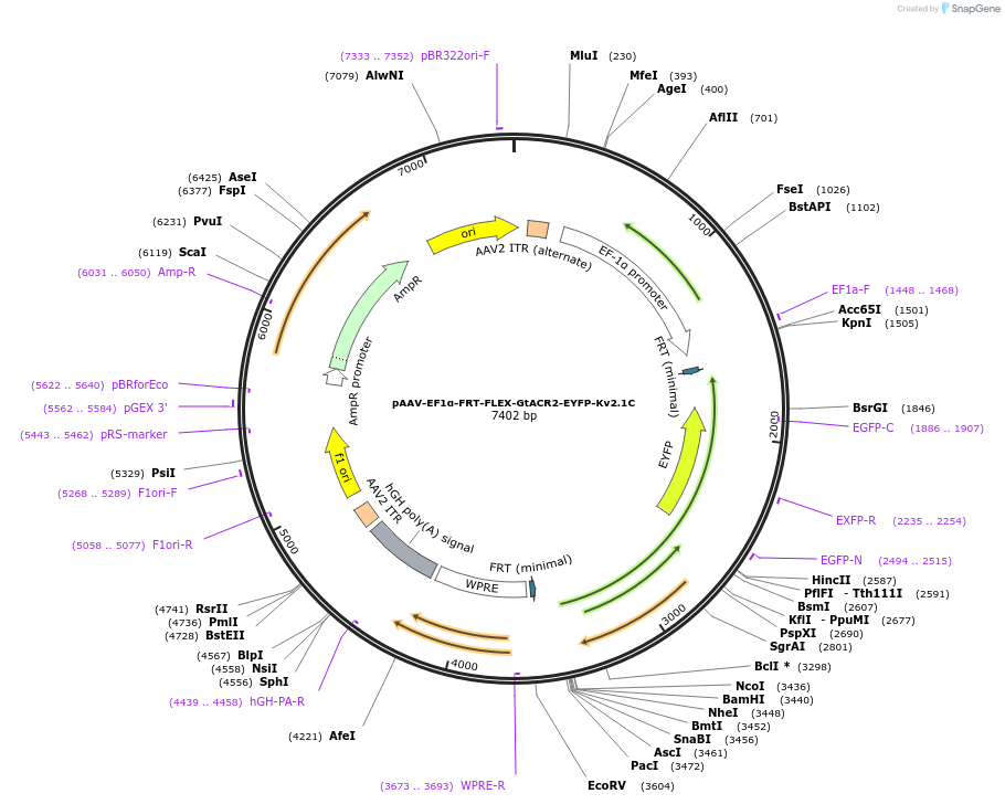 114375-plasmid-map-sequence-id-220119