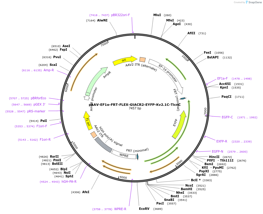 114376-plasmid-map-sequence-id-220121