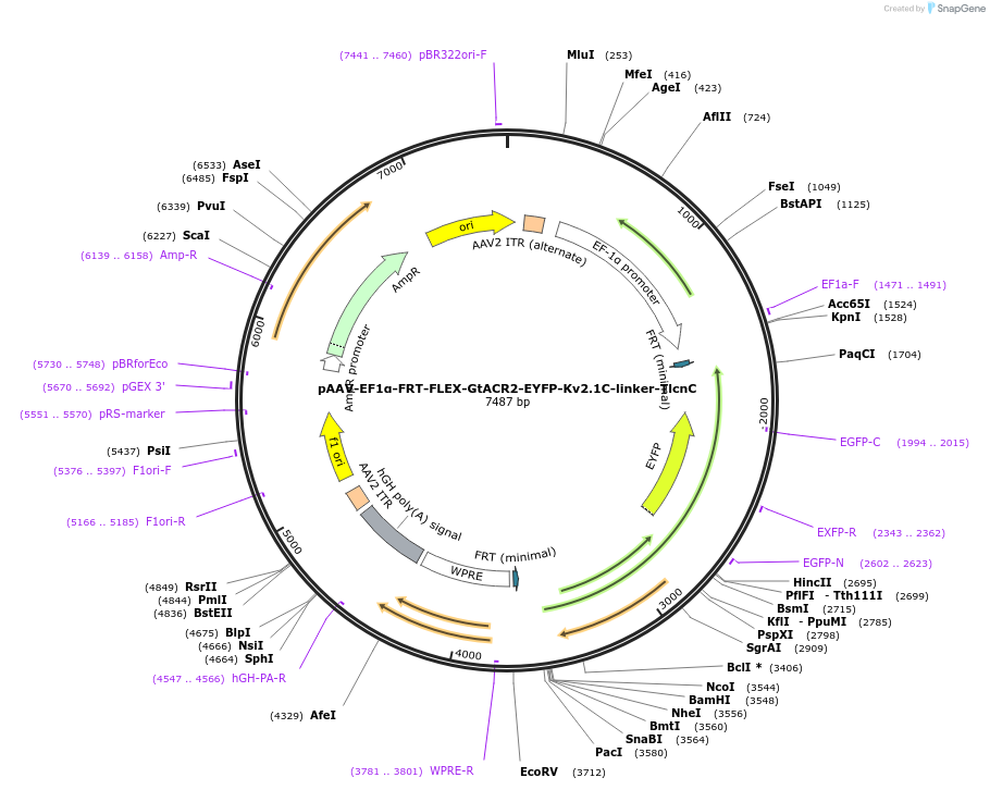 114377-plasmid-map-sequence-id-220125